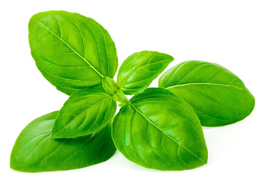 Basilic