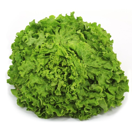Salade Batavia