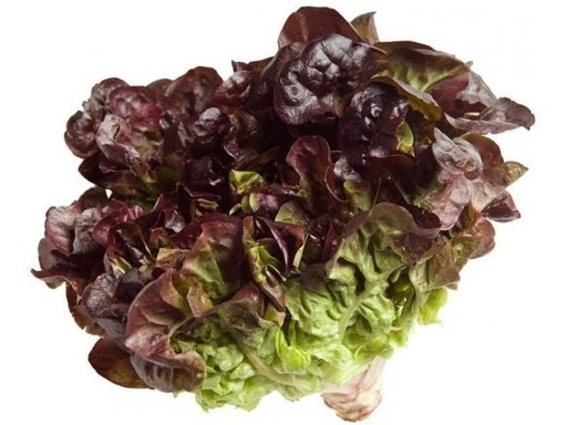 Salade Chêne Rouge