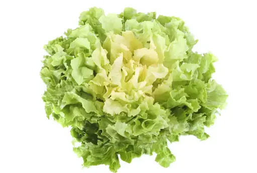 Salade Frisee