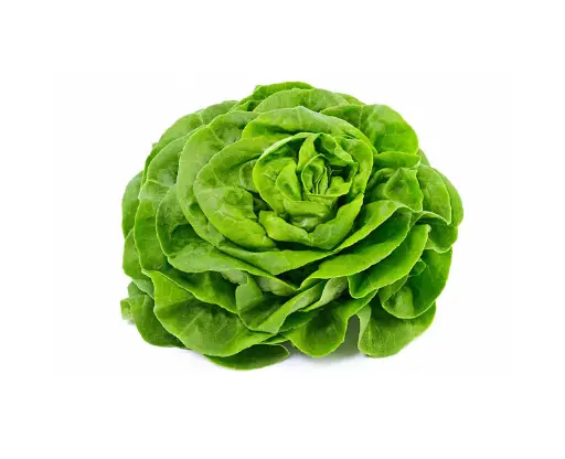 Salade Butterhead