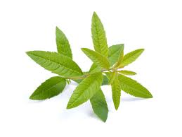 Verveine