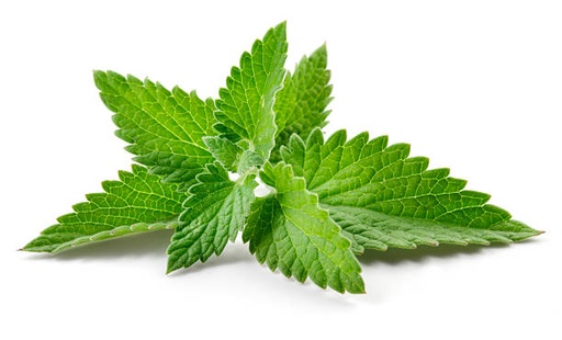 Menthe