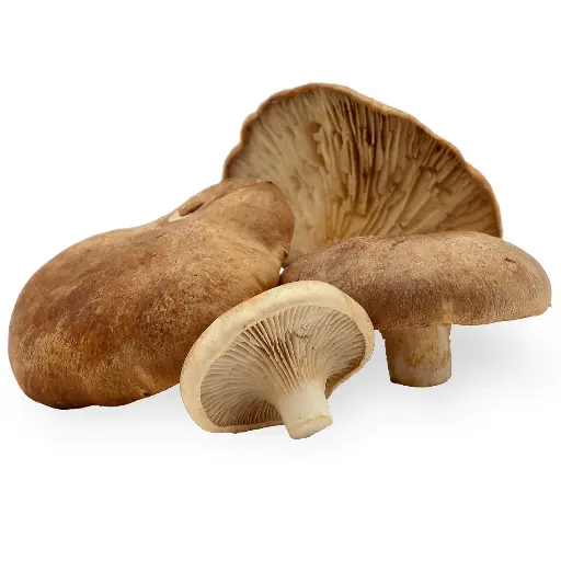 Champignon Pleurote