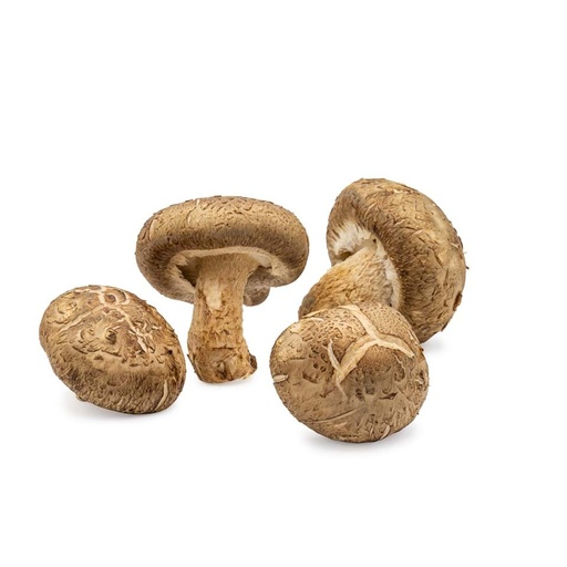 Champignon Shitake