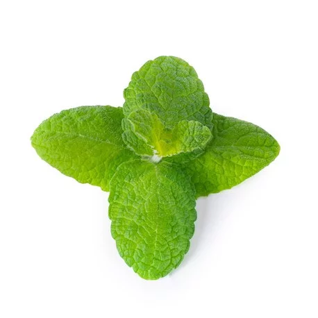 Menthe Pouliot (Flio)